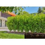 „Gardena“ lašinamoji žarna krūmams ir gyvatvorėms (25 m)