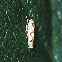 Stolbur pipirai