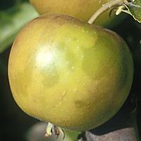 Apple vitališkumas