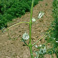 Augimo herbicidų daroma žala vynmedžiams