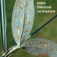 Šiukšlės ant vejos