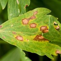 Chrizantemų lapų dėmėtligė Septoria