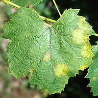 Peronosporų vynmedis