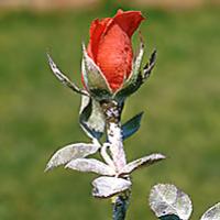 Rožių miltligė