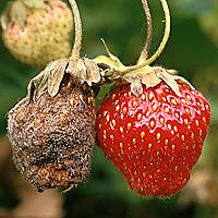 Botrytis (pilkasis braškių puvinys)