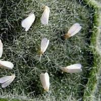 Šiltnamio miltligė ant agurkų