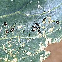 Šokinėjimas ant kvailų dalykų