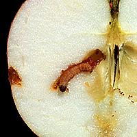 Apple vokas