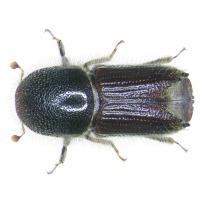 Eglinis vabalas