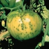 Pomidorų bakterinė dėmėtligė