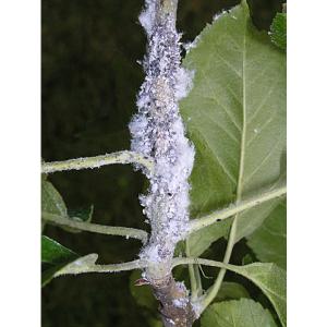 Kraujasiurbė (amaras)