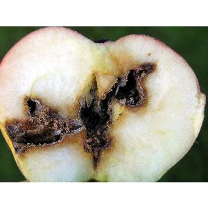 Apple vokas