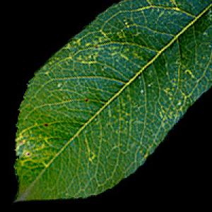 Chark apie abrikosus