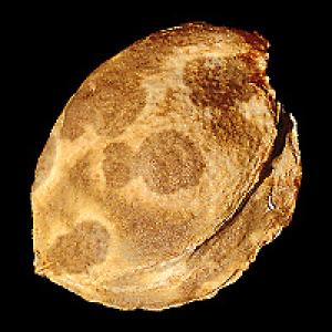 Chark apie abrikosus