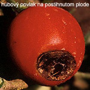 Pomidorų vaisių viršūnėlių puvinys