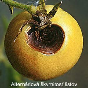 Pomidorų vaisių viršūnėlių puvinys