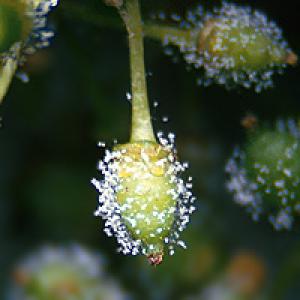 Peronosporų vynmedis