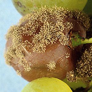 Vynmedžių botrytis (pilkasis pelėsis)