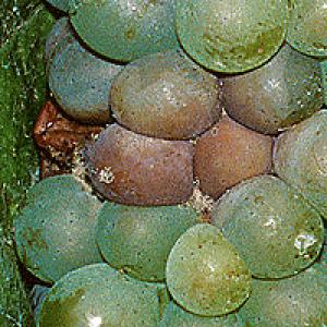Vynmedžių botrytis (pilkasis pelėsis)