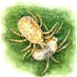 Erkės ant dekoratyvinių augalų