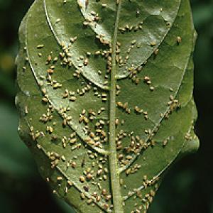 Amarai ant paprikų