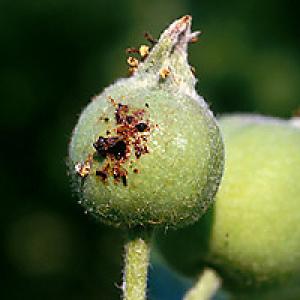 Apple piperelly