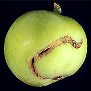 Apple piperelly