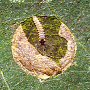 Spiralinis apatinis spaustukas