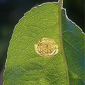 Spiralinis apatinis spaustukas