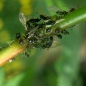 Amarai ant vaismedžių