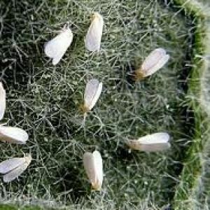 Šiltnamio miltligė ant pomidorų