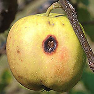 Apple vokas