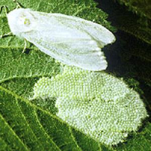 Amerikiečių spineris