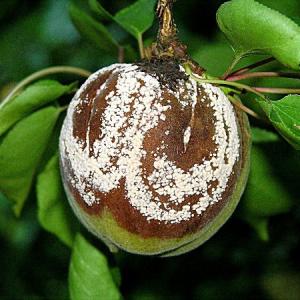 Persikų žiedų ir ūglių monilialinis išnykimas