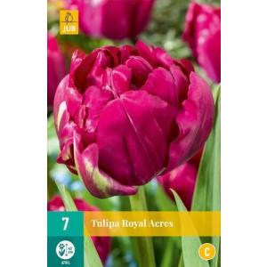 Tulip Roayal Acres C