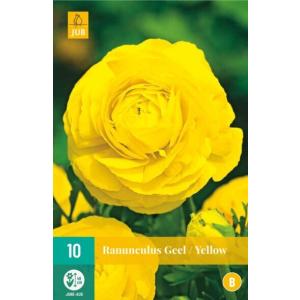 Ranunculus Ranunculus Geltona B