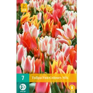 Tulip Fun spalvos B