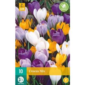 Crocus Didelis žydintis mišinys C