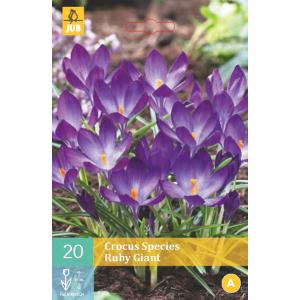 Crocus Ruby Giant A