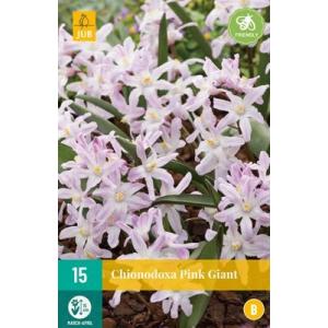 Modravka Chionodoxa Pink Giant B