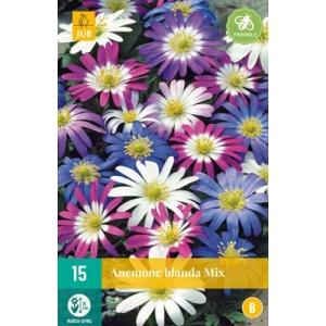 B mišinys Veternica Anemone Blanda