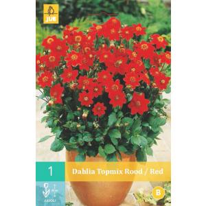 Georgina TOPMIX RED "B"
