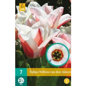 Tulpė Willemas Van Den Akkeris C
