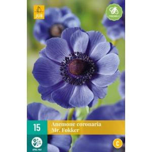 Veterinarinė vaistinė medetka Anemone Coronaria Mr. Fokker 'C'