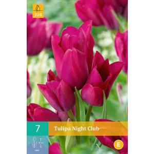 Naktinis klubas Tulip C