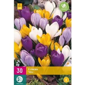 Crocus Didelis žydintis mišinys E