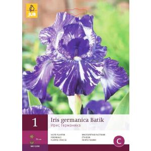 Iris GERMANICA BATIK 'C'