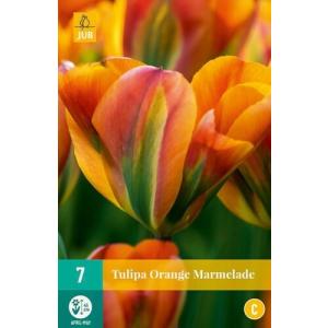 Tulpė Apelsinų marmeladas C