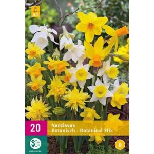 Narcizų botaninis mišinys D