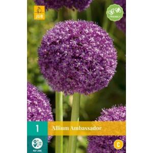 Česnakas Allium Ambassador 'C'